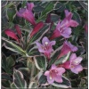 Weigela florida Monet - Krzewuszka cudowna Monet - różowe, listki z kremową obwódką C5 30-60cm