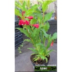 Weigela florida Red Prince - Krzewuszka cudowna Red Prince - czerwone C5 30-60cm