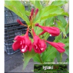 Weigela florida Red Prince - Krzewuszka cudowna Red Prince - czerwone C5 30-60cm