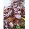 Weigela florida Ruby Queen - Krzewuszka cudowna Ruby Queen - różowe, bordowe listki C5 30-40cm