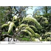 Wisteria floribunda - Glicynia kwiecista - lawendowe FOTO 