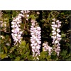 Wisteria sinensis Domino - Glicynia chińska Domino - jasnoniebieskie FOTO