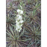 Yucca filamentosa Bright Edge - Juka karolińska Bright Edge - kremowe, wys. 100, kw. 6/7 FOTO 