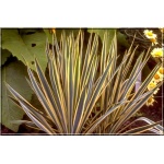 Yucca filamentosa Bright Edge - Juka karolińska Bright Edge - kremowe, wys. 100, kw. 6/7 FOTO 