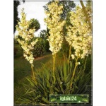 Yucca filamentosa - Yukka karolińska - Jukka karolińska - Juka karolińska - biały, wys. 60/150, kw 7/8 C5