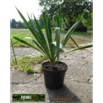 Yucca filamentosa - Yukka karolińska - Jukka karolińska - Juka karolińska - biały, wys. 60/150, kw 7/8 C5